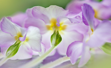 Image showing Primula Flowers