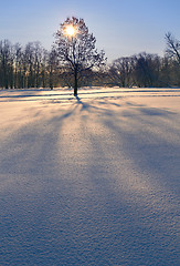 Image showing Sunny winter morning