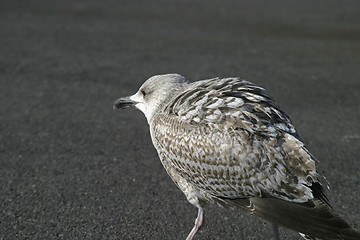 Image showing Seagull Defense