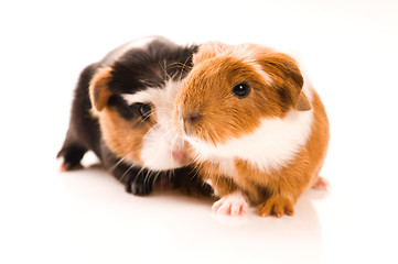 Image showing baby guinea pigs