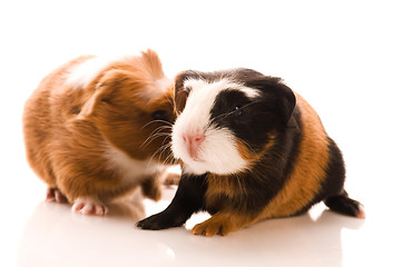 Image showing baby guinea pigs