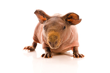 Image showing skinny guinea pig