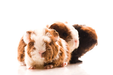 Image showing baby guinea pigs