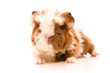 Image showing baby guinea pig