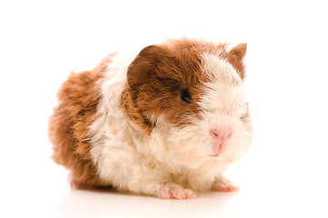 Image showing baby guinea pig