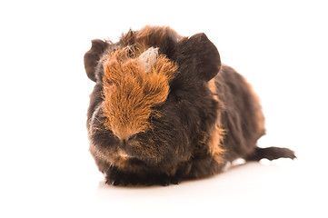 Image showing baby guinea pig