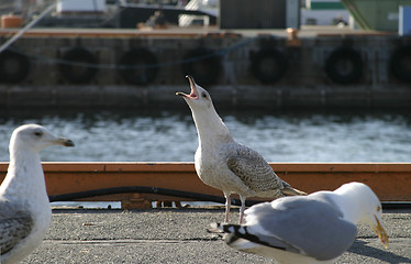 Image showing Seagull Defense