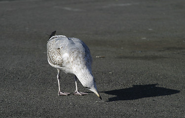 Image showing Seagull Inspecting