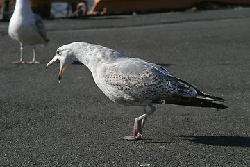 Image showing Seagull Call