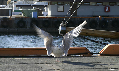 Image showing Seagull Landing