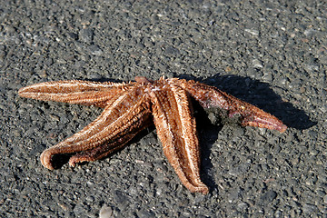 Image showing Dead Starfish