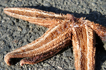 Image showing Dead Starfish