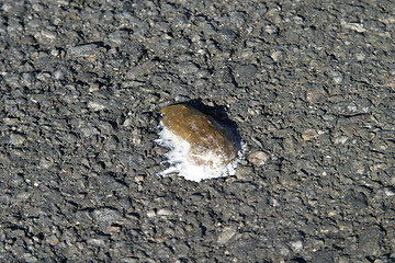Image showing Bird Poop