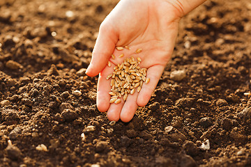 Image showing Corn sowing by hand