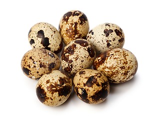 Image showing Quail eggs