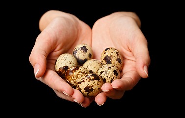 Image showing Several quail eggs