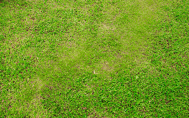 Image showing green grass