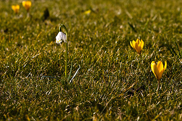 Image showing Dorthea lily and crocus in the grass