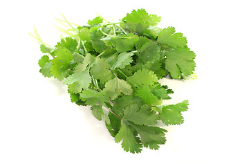 Image showing Coriander