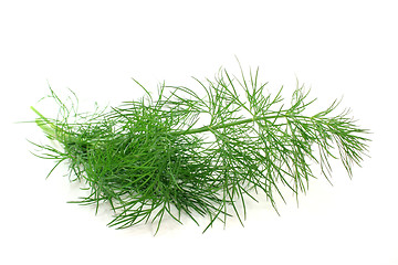 Image showing Dill