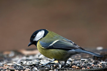 Image showing Great tit