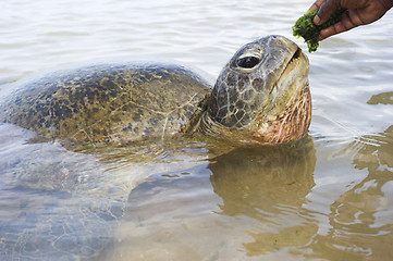 Image showing Turtle