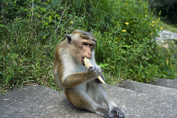 Image showing Monkey