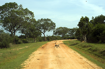 Image showing Jungle road