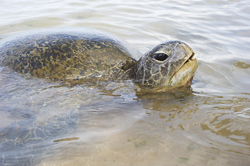 Image showing Turtle