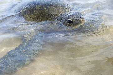 Image showing Turtle