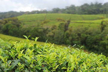 Image showing Tea plantation