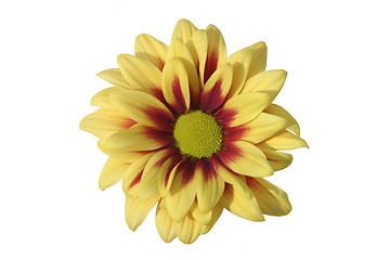 Image showing Chrysanthemum