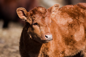 Image showing Young calf