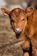 Image showing Young calf