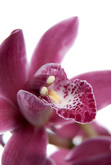 Image showing Pink orchid flower close-up