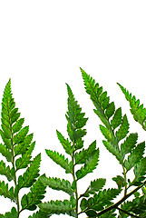 Image showing Fern leaf 