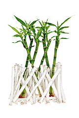 Image showing Bamboo