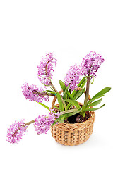 Image showing hyacinth flowers