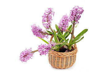 Image showing hyacinth flowers