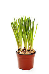 Image showing muscari buds