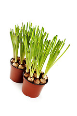 Image showing muscari buds