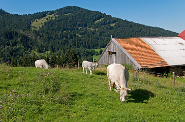 Image showing cows