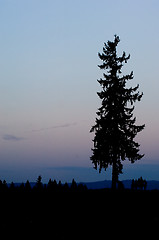 Image showing Lonely pine