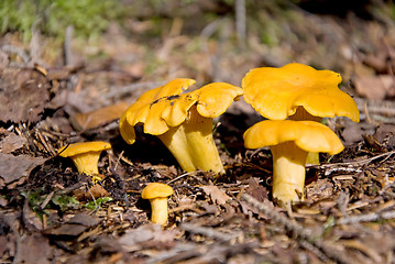 Image showing chanterelle