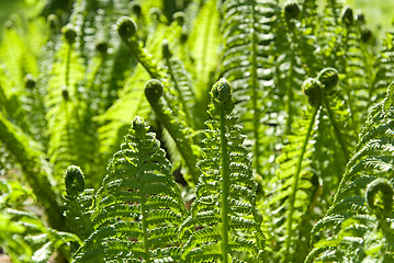 Image showing green ferns