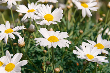 Image showing marguerite flowers