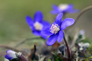 Image showing Blue spring flower