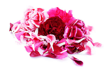 Image showing carnations