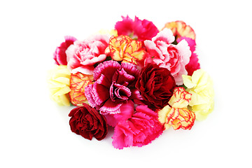 Image showing carnations