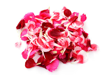 Image showing carnations